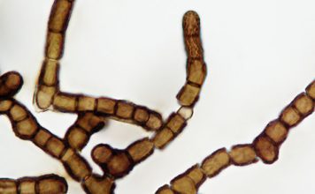 Änglarnas svamp – Baudoinia compniacensis