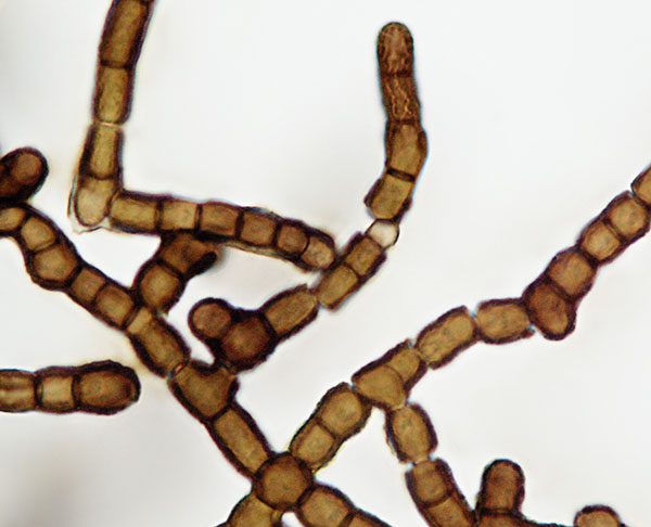 Änglarnas svamp – Baudoinia compniacensis